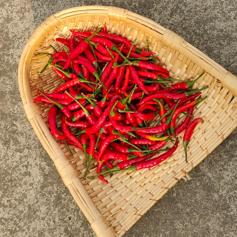 朝天椒